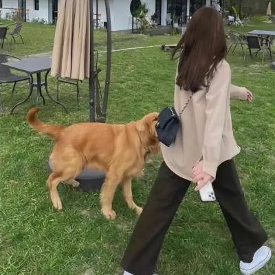 三个强盗之龙的传承